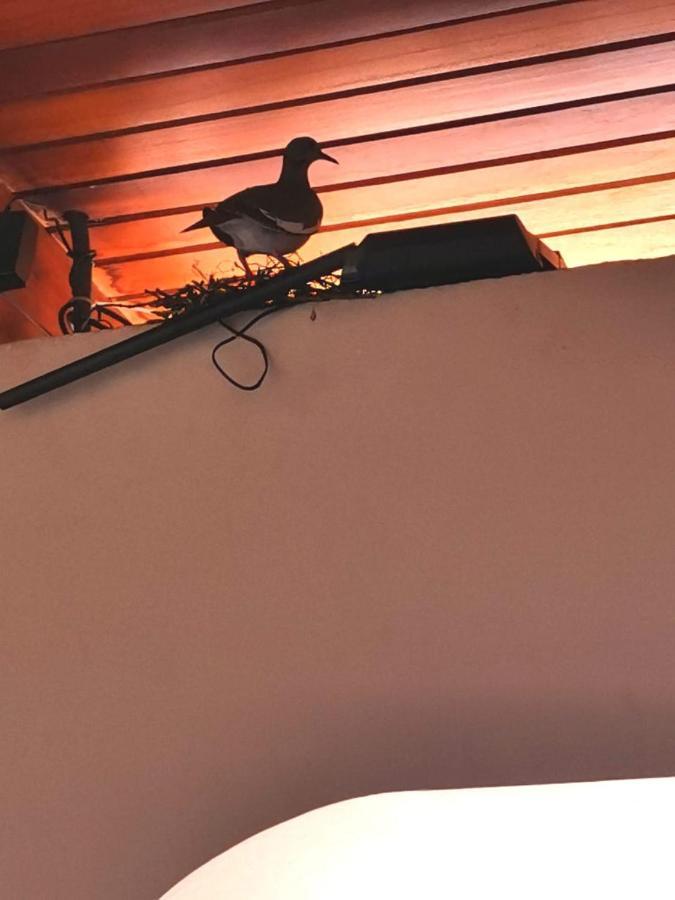 Hotel Wagelia Turrialba Dış mekan fotoğraf
